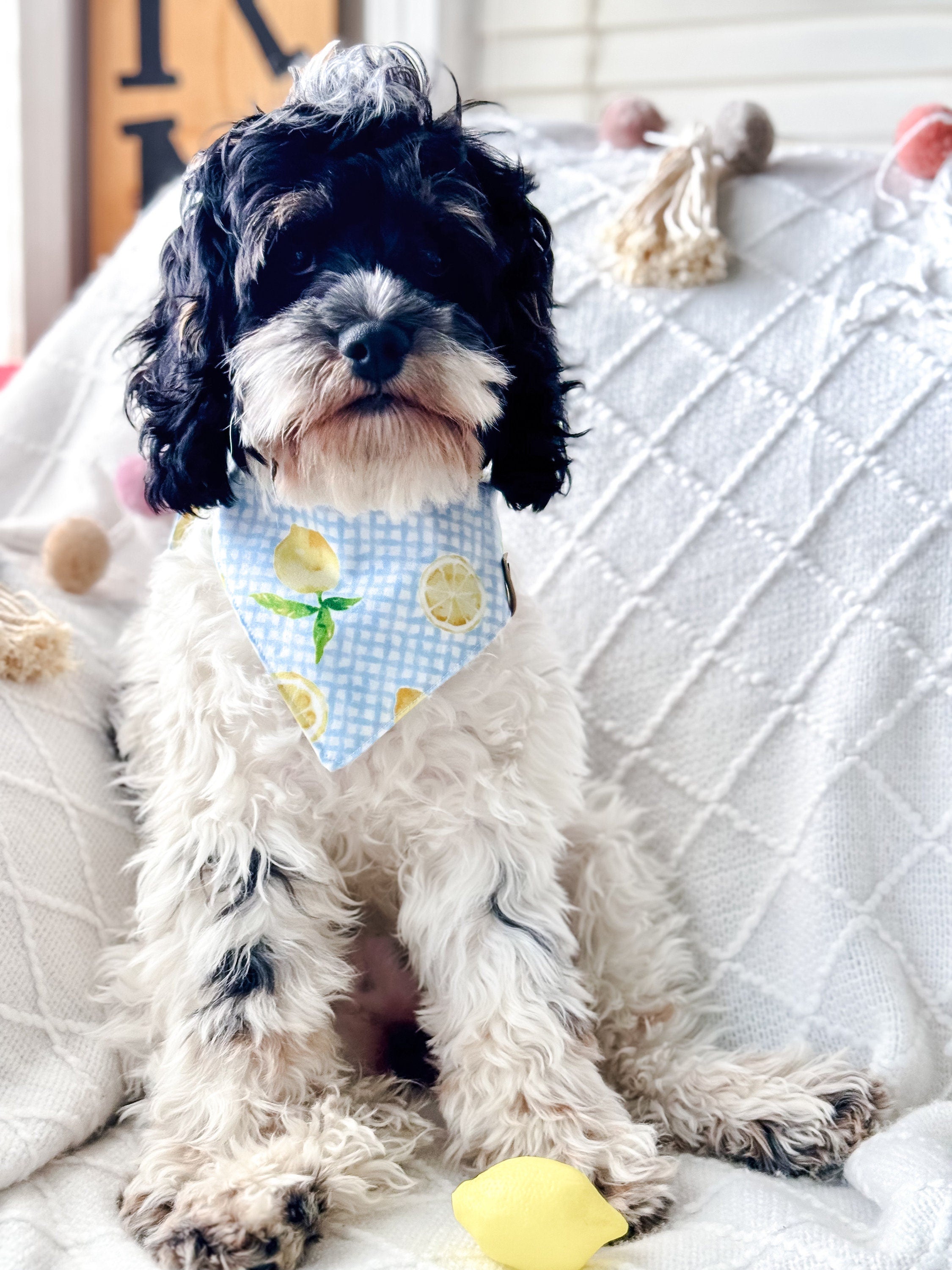 Dog Bandana | Lemon | Summer Themed | Custom | Tie On