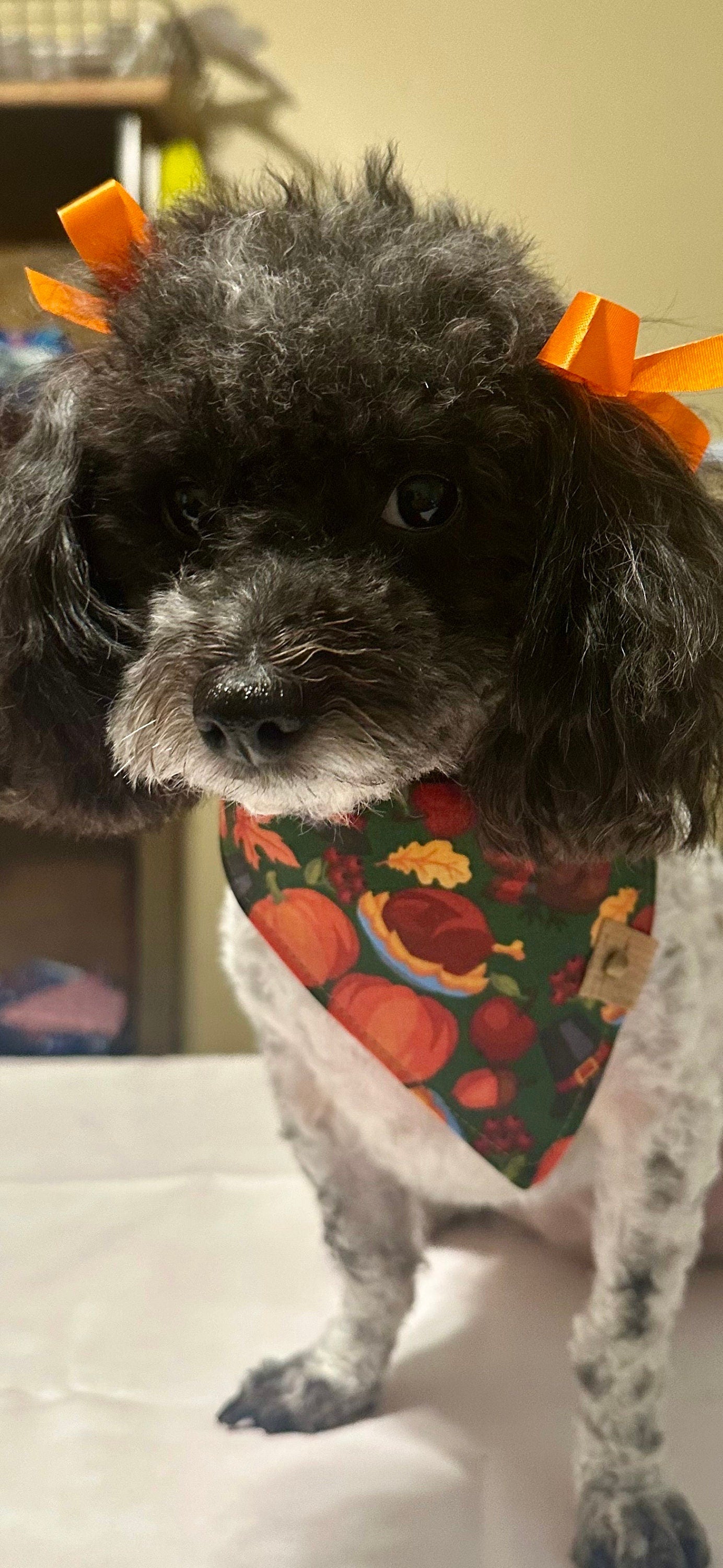 Dog Bandana | Thanksgiving | Custom | Tie On | Turkey | Pumpkin Pie