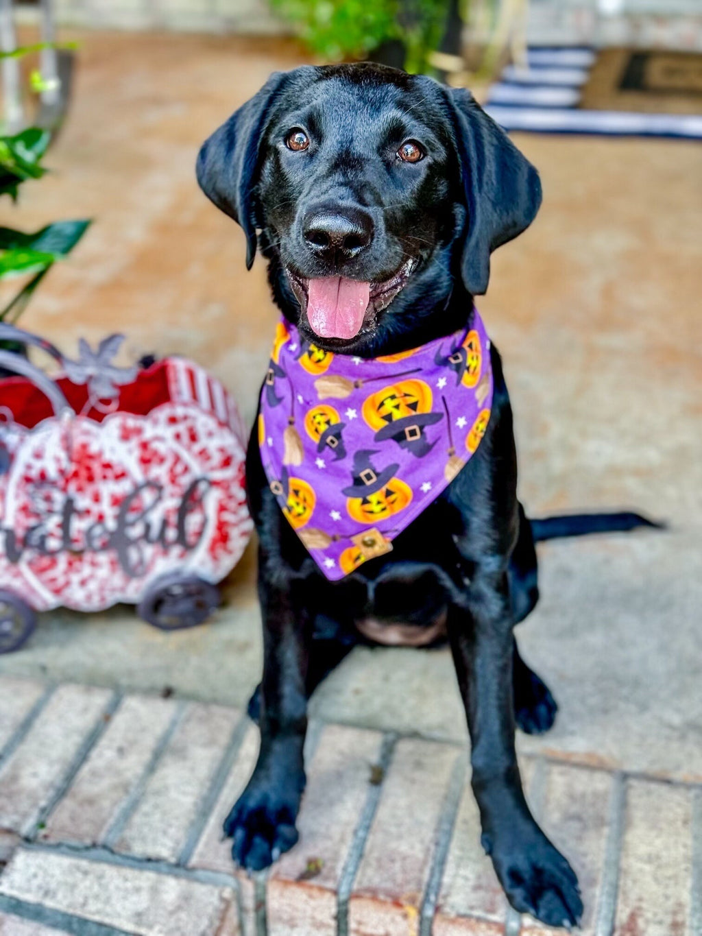 Spooky Purple Dog Bandana – Halloween Tie-On Dog Scarf – Fall Pet Accessory