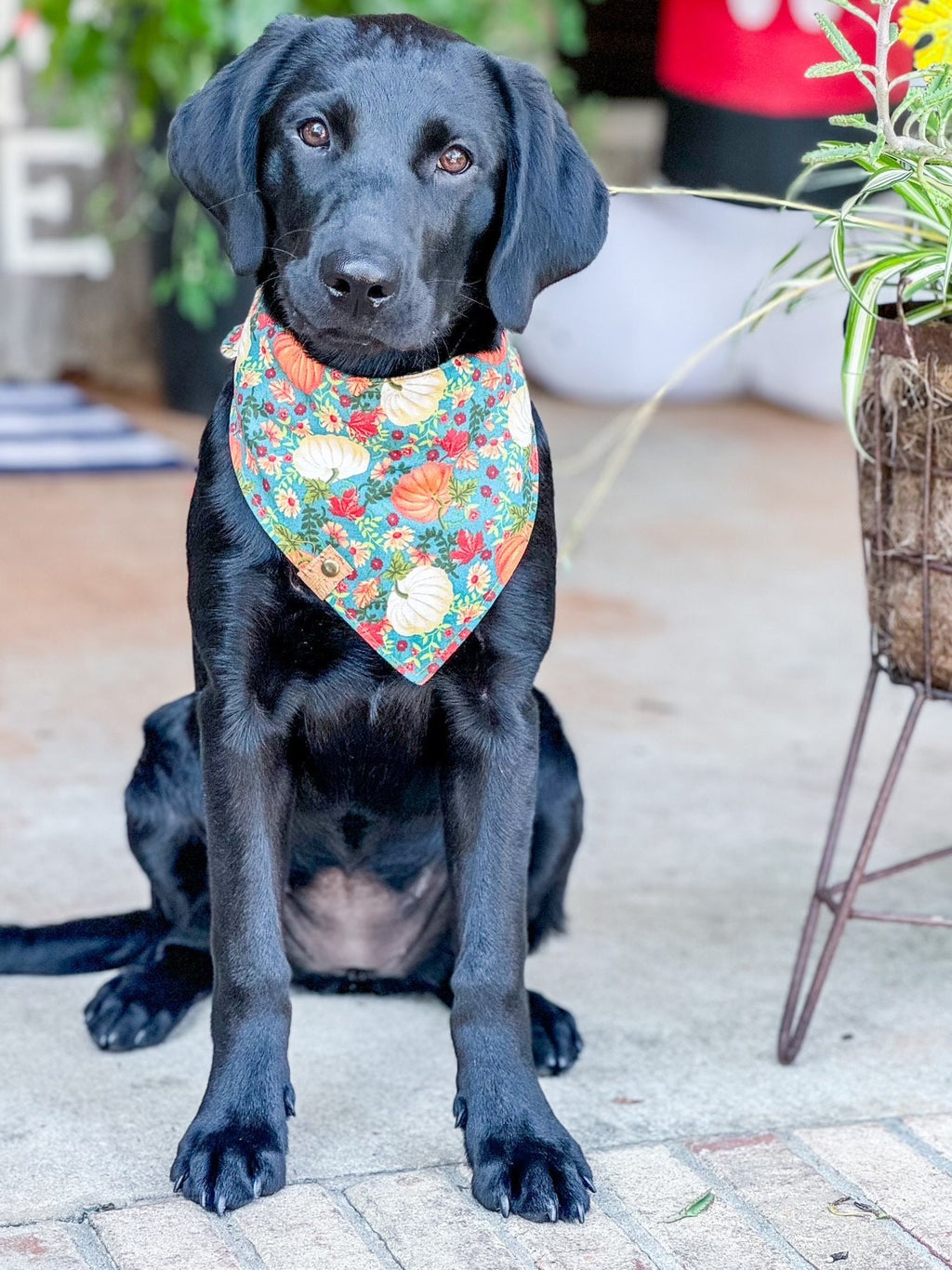 Pumpkin Dog Bandana: Fall Print Tie-On Cotton Scarf