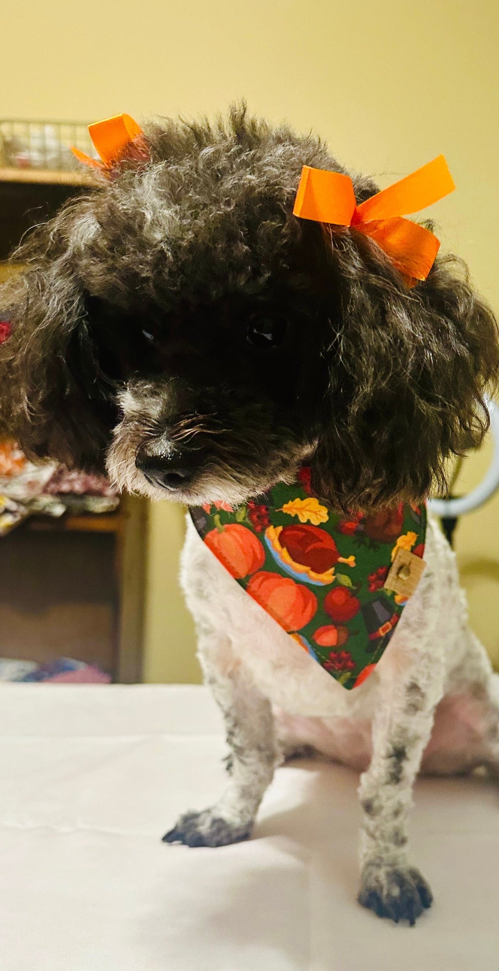 Dog Bandana | Thanksgiving | Custom | Tie On | Turkey | Pumpkin Pie