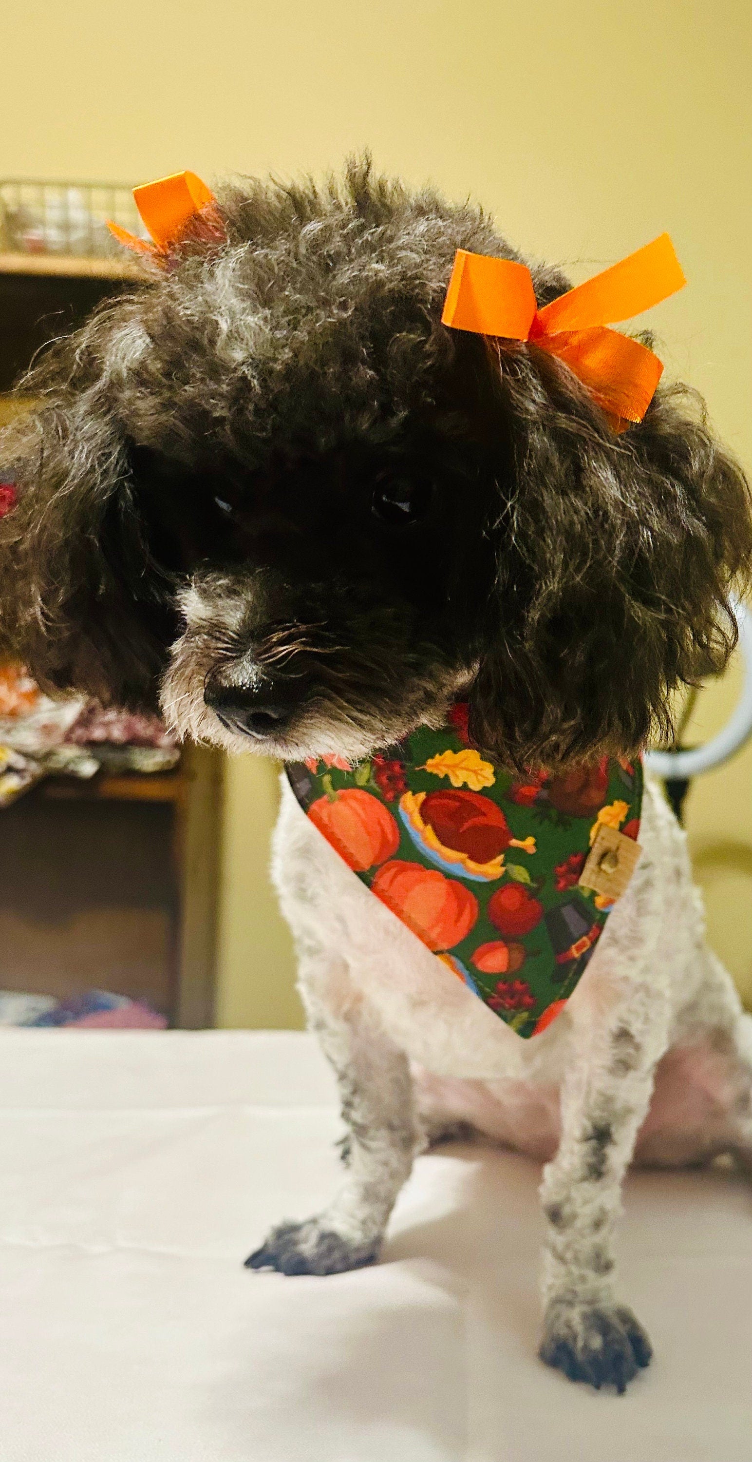 Dog Bandana | Thanksgiving | Custom | Tie On | Turkey | Pumpkin Pie