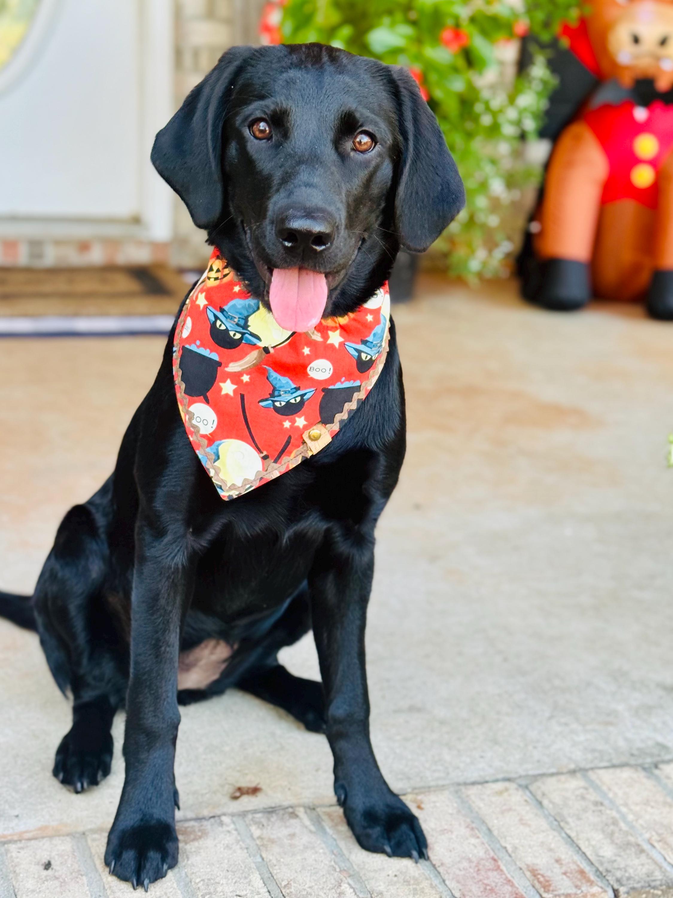 Halloween Dog Bandana – Jack-o'-Lantern Pumpkin Print – Tie-On Pet Scarf XS to XL