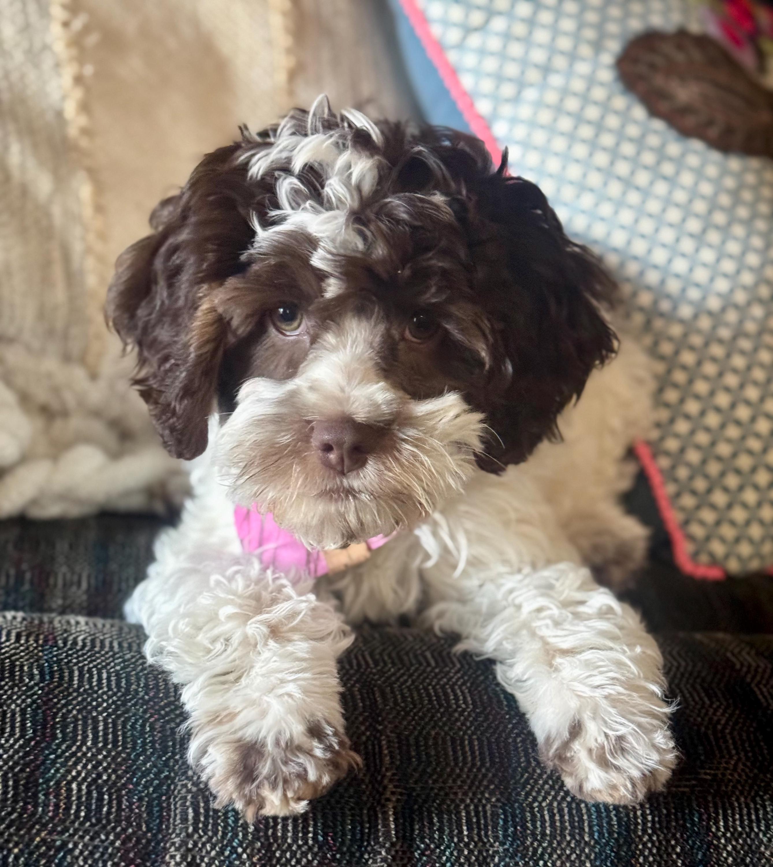 Pink Camo Dog Bandana: Handmade Tie-On Pet Scarf