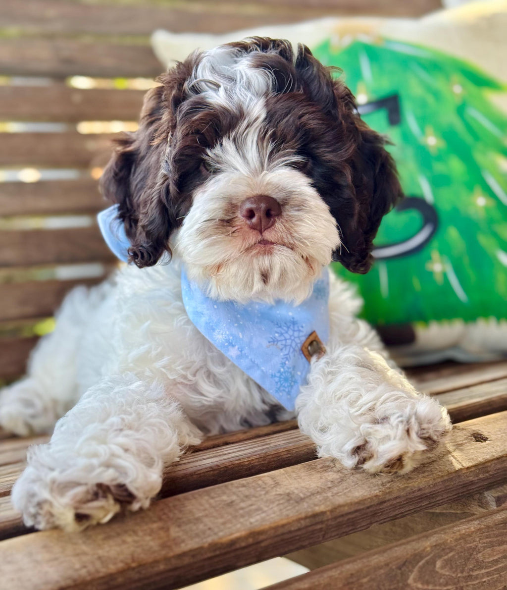 Winter Dog Bandana – Blue Snowflake Print Tie-On Scarf – Handmade Cold Weather Pet Accessory